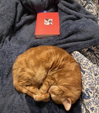 an orange cat curled up on a blue blanket with a book nearby