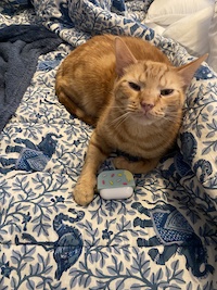 a ginger cat named Murray guarding an AirPods case