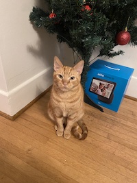 Murray, an orange cat sitting under a Christmas tree and looking up at the camera