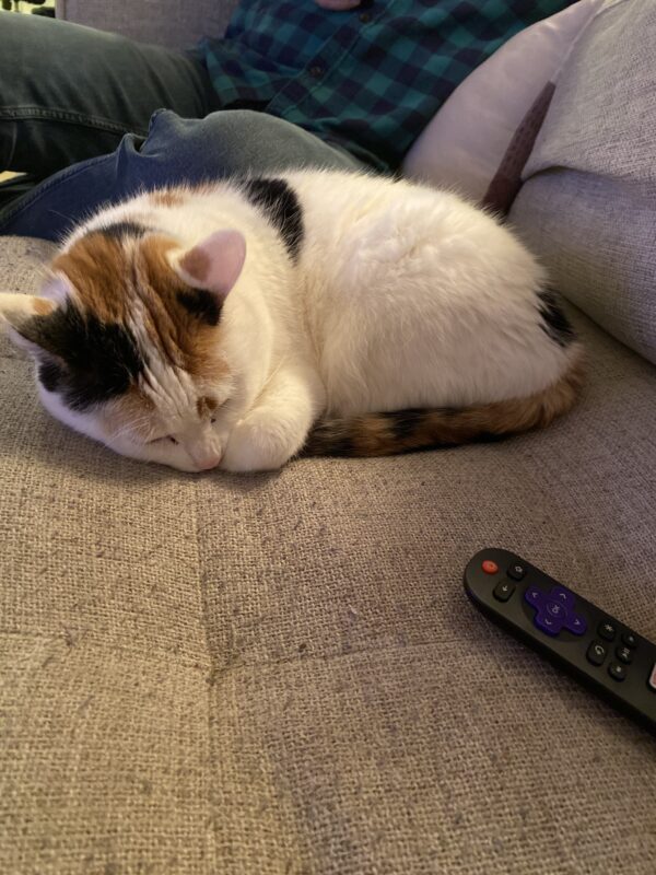 a photo of a calico cat curled up on a couch beside the remote