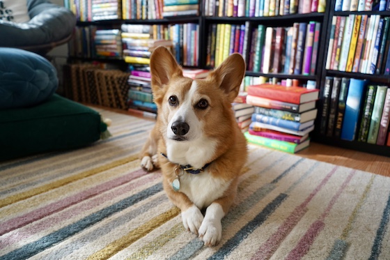 a photo of Dylan, a red and white Pembroke Welsh Corgi, sitting on a multi-colored rug