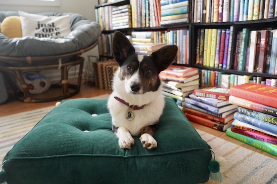 a photo of Gwen, a black and white Cardigan Welsh Corgi, sitting on a dark green cushion.