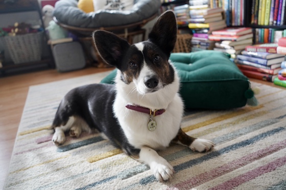 a photo of Gwen, a black and white Cardigan Welsh Corgi, sitting on a multi-colored rug.