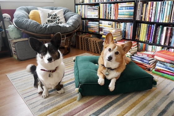 A photo of Dylan, a red and white Pembroke Welsh Corgi, sitting on a dark green cushion. To his left is his sister Gwen, a black and white Cardigan Welsh Corgi. A row a bookshelves can be seen behind them.