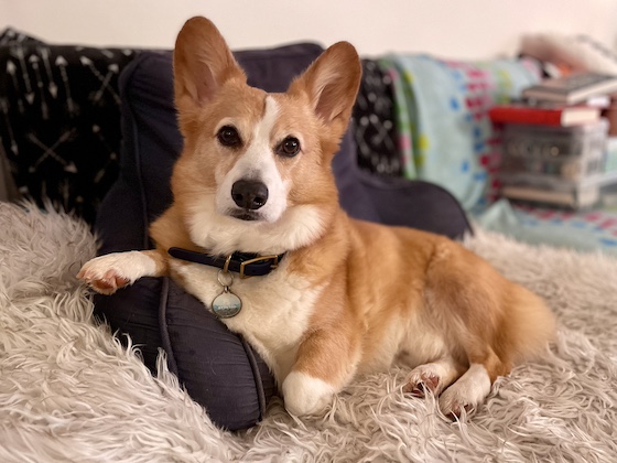 A photo of Dylan, a very handsome red and white Pembroke Welsh Corgi, sitting regally on a furry blanket with his little t-Rex arm throne over a husband pillow.