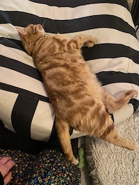 orange cat on a striped pillow