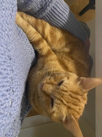 ginger cat cuddling