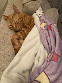 a photo of an orange cat under a blanket