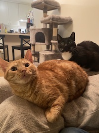 ginger cat and tuxedo cat on a couch