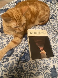 orange cat with book
