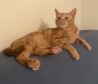 ginger cat with perfect pink toe beans