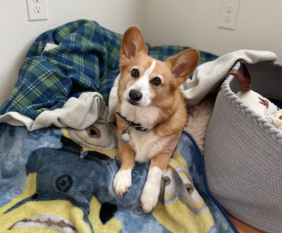 a photo of Dylan, a red and white Pembroke Welsh Corgi, sitting in a fort of blankets. 