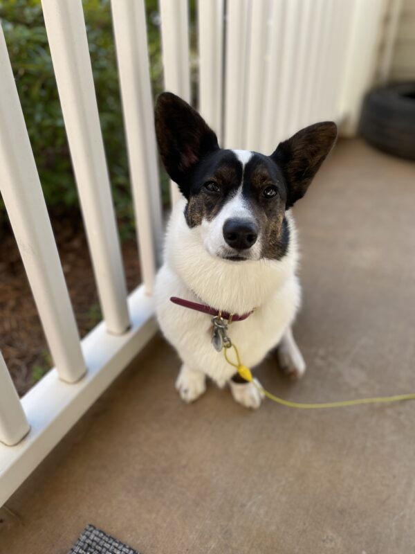 a photo of Gwen, a black and white Cardigan Welsh Corgi, sitting next to the porch railing. She has a long yellow line clipped to her collar because she has learned to escape through the porch railing. But her facial expression in this photo is aloof, almost proud of herself.