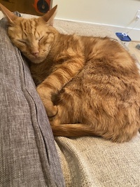 an orange cat sleeping with his head on a cushion