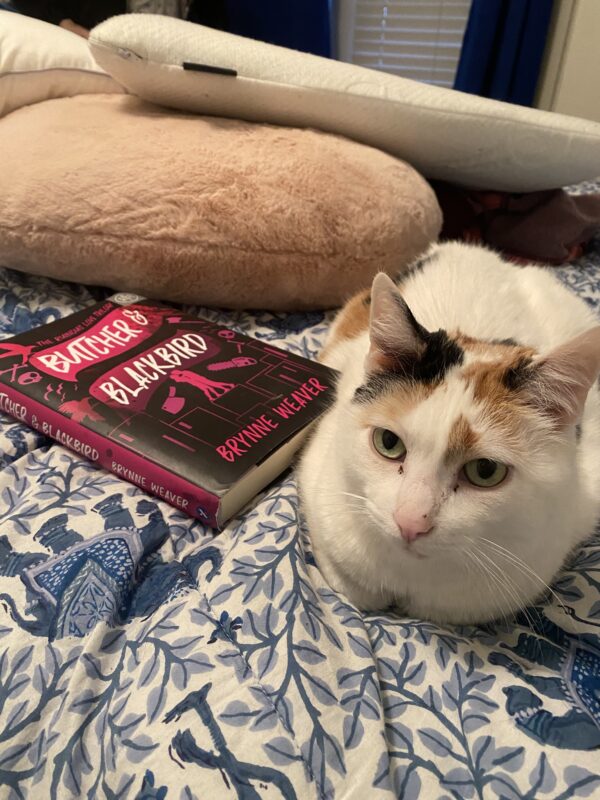 a white, orange, and black cat lying on a bed beside a copy of Butcher and Blackbird