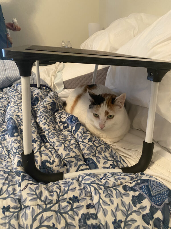 calico under a tray in bed