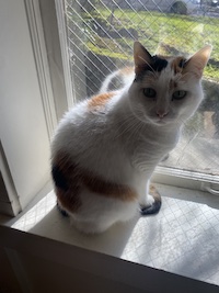 a photo of a white and orange cat in a window