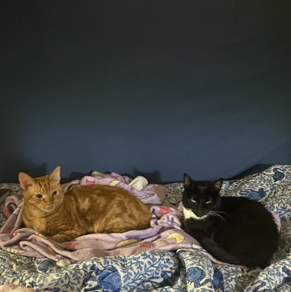 cats on a bed