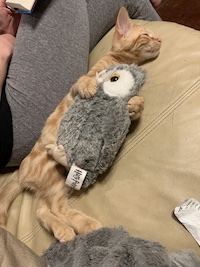 ginger cat Murray as a kitten, snuggled up with a stuffed owl toy 