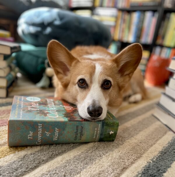 a photo of Dylan, a read and white Pembroke Welsh Corgi, with his head resting on a copy of The Covenant of Water. 