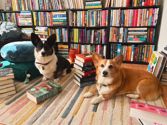 a photo of Dylan, a red and white Pembroke Welsh Corgi, and Gwen, a black and white Cardigan Welsh Corgi, sitting on a multi-colored carpet. They are surrounded by books and stacks of books. They do like quite busy sorting through them.