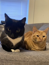 tuxedo and orange cat on a chair