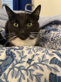 tuxedo cat on a bed, close up