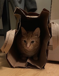 Murray, an orange cat, is in a paper bag