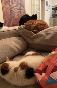 a photo of three cats sleeping near each other on a couch