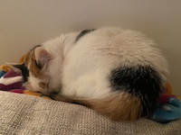 sleeping calico cat