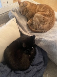 orange and black cats on the couch