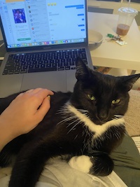 tuxedo cat on lap with laptop in background