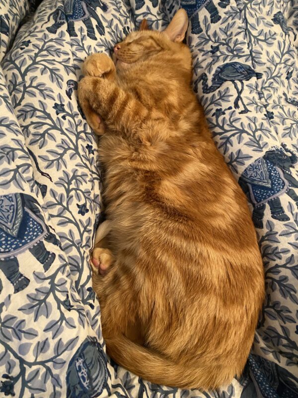 sleeping orange kitty in bed