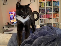 tuxedo cat yawning in front of bookshelf