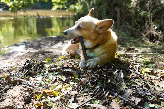 a photo of Dylan, a red and white Pembroke Welsh Corgi, covered in mud. He's lying down on a pile of stick and leaves while chewing a stick. You can see the river in the background.