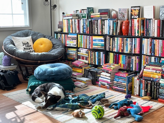 a photo of Gwen, a black and white Cardigan Welsh Corgi, sleeping on a multi-colored rug. She’s surrounded by her dinosaur toys, benebones, and her brother’s giggle ball. Behind her, you can see rows of bookshelves.