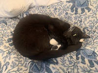 tuxedo cat curled into a ball