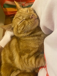 orange cat napping on a blanket 