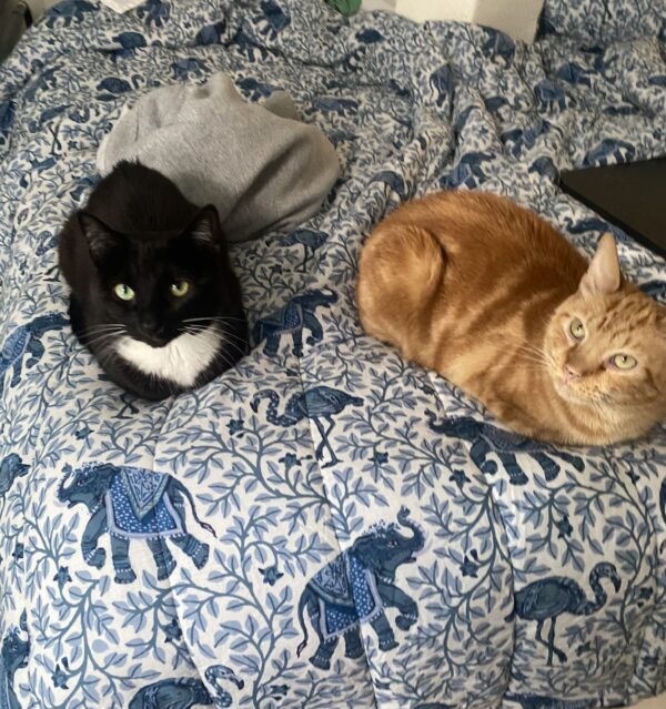 orange cat and tuxedo cat on bed