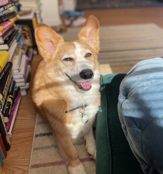 a photo of Dylan, a red and white Pembroke Welsh Corgi, sitting in the sun