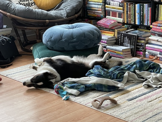 a photo of Gwen, a black and white Cardigan Welsh Corgi, sleeping upside down on a multi-colored carpet. Behind her is a row of bookshelves.