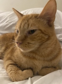 an orange cat