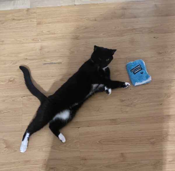 tuxedo cat with a journal