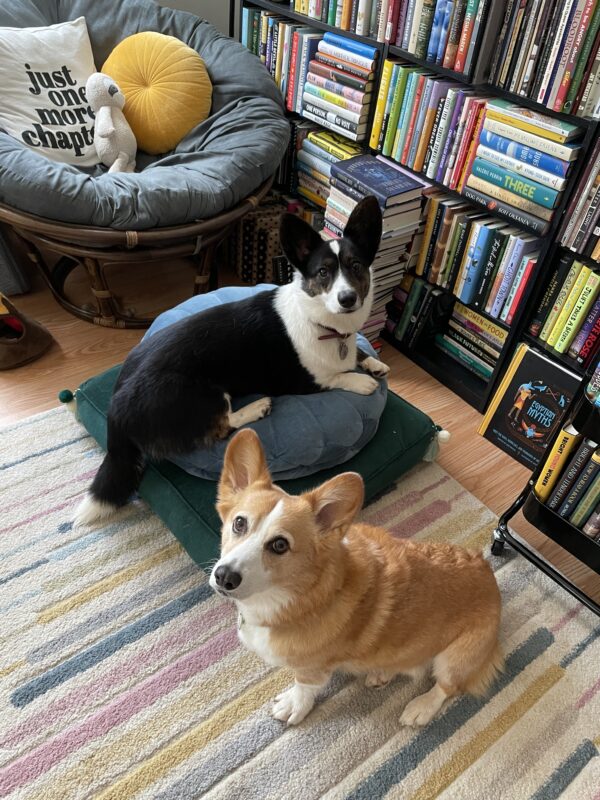 a photo of Dylan, a red and white Pembroke Welsh Corgi, and Gwen, a black and white Cardigan Welsh Corgi, sitting in the library