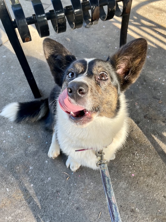 a photo of Gwen, a black and white Cardigan Welsh Corgi, sitting on concrete. She's looking up and licking her lips. 