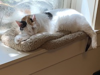 calico cat resting in the window on top of two cat beds