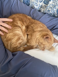 ginger cat cuddling