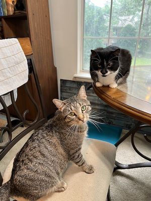 a brown tabby cat and a black and white cat sitting on a table and looking suspicious