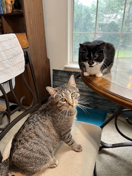 a brown tabby cat and a black and white cat sitting on a table and looking suspicious