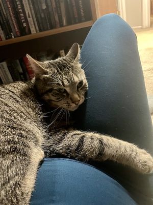 a brown tabby cat hugging a woman's leg